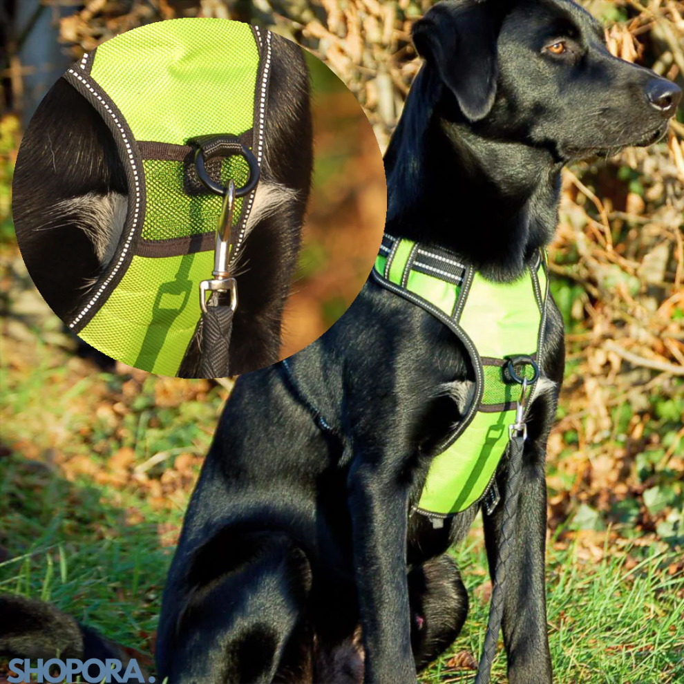 Safety Dog™ | Original LED-hundsele