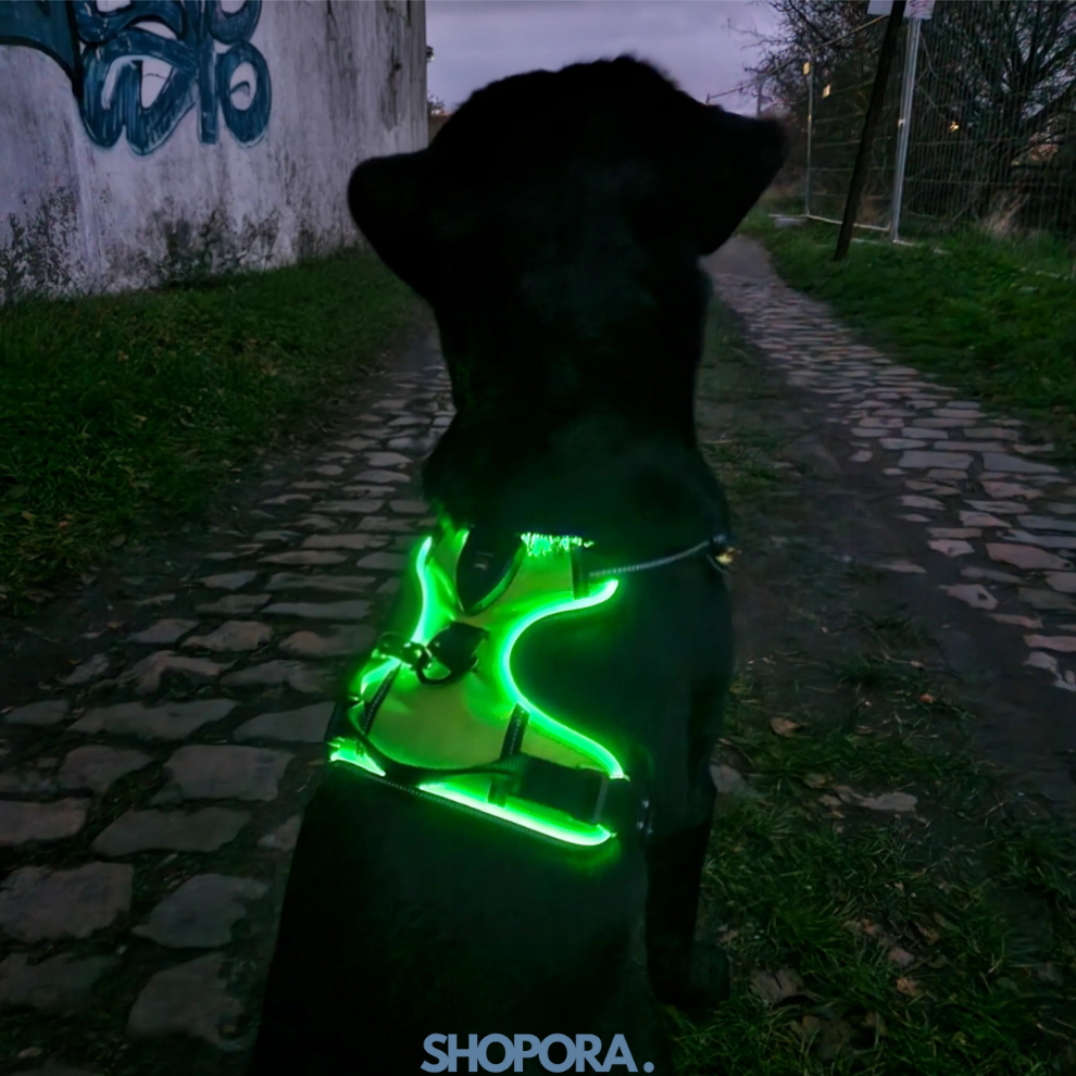 Safety Dog™ | Original LED-hundsele
