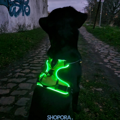 Safety Dog™ | Original LED-hundsele
