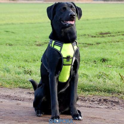 Safety Dog™ | Original LED-hundsele