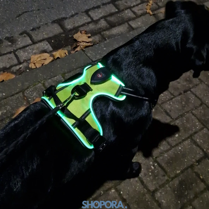 Safety Dog™ | Original LED-hundsele