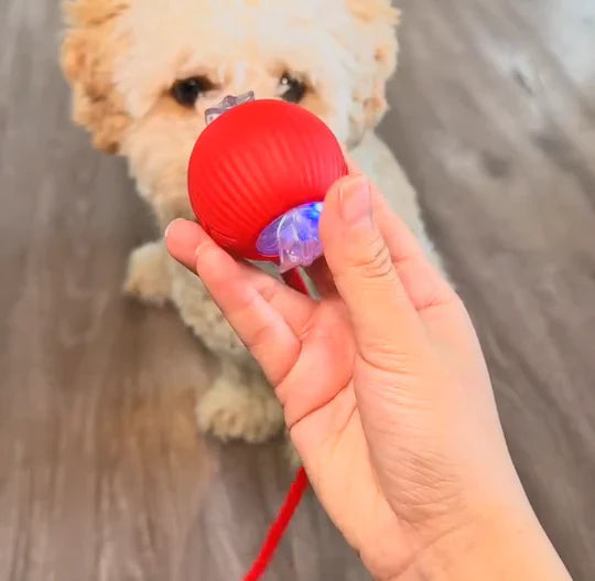 SnurrBoll™ | Det smarta sättet att lugna din hund på ett naturligt sätt