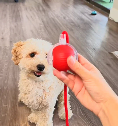 SnurrBoll™ | Det smarta sättet att lugna din hund på ett naturligt sätt