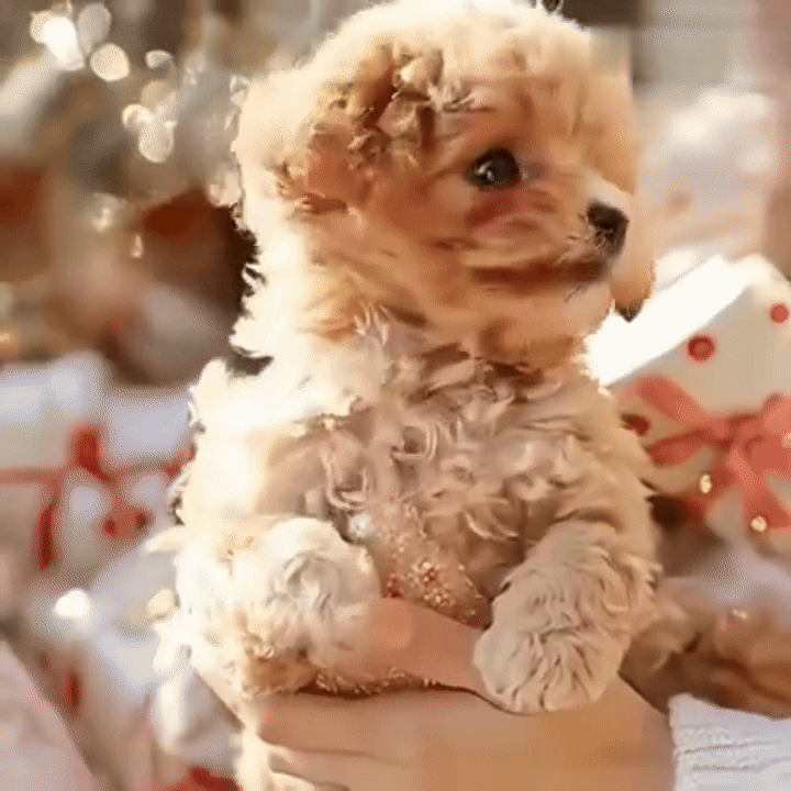 Vovvi™ | 🐶 Livagtig. Mjuk. Alltid redo för en kram.